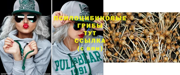 индика Новодвинск