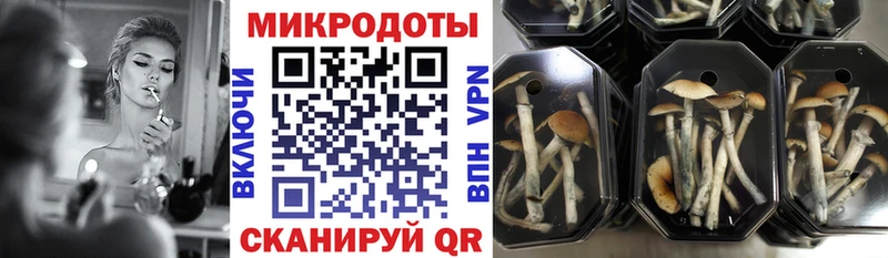 где купить наркотик  Андреаполь  Галлюциногенные грибы Psilocybe 